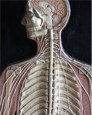 anatomical Man