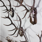Mounted Deer/Ram Antlers